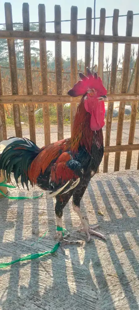Ayam pelung muda