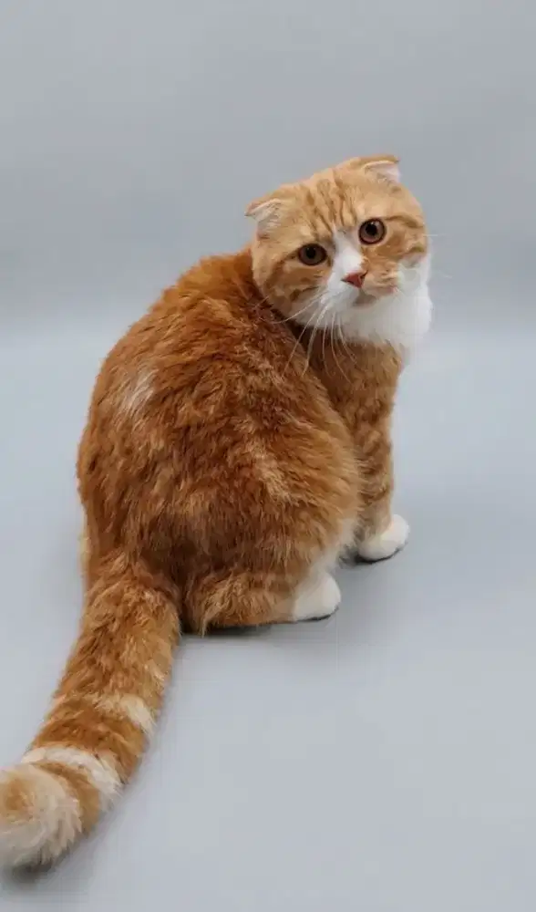 Scottish Fold Bico Red Male