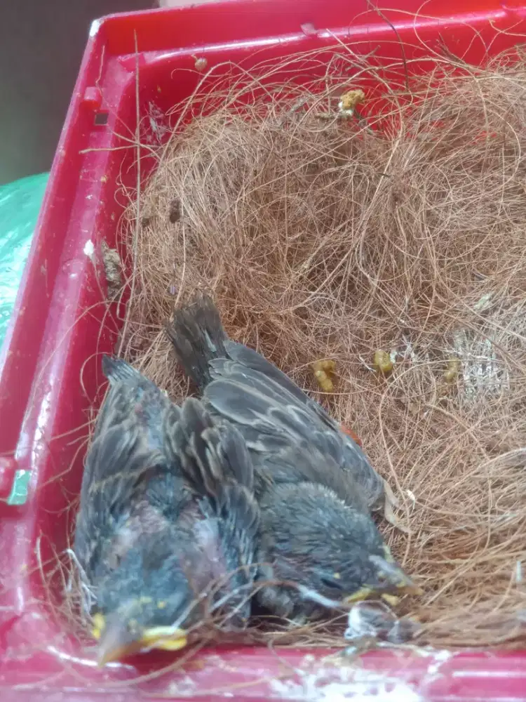 lolohan burung gereja 2 ekor