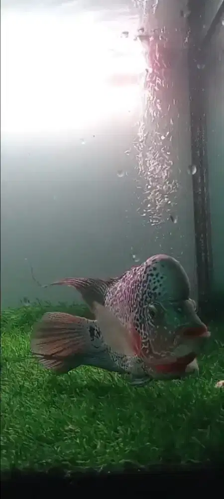 ikan Louhan (Flowerhorn cichlid)