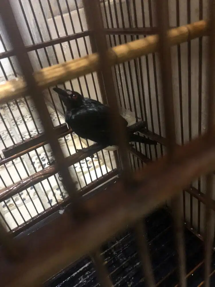 Burung anggep aja bahan
