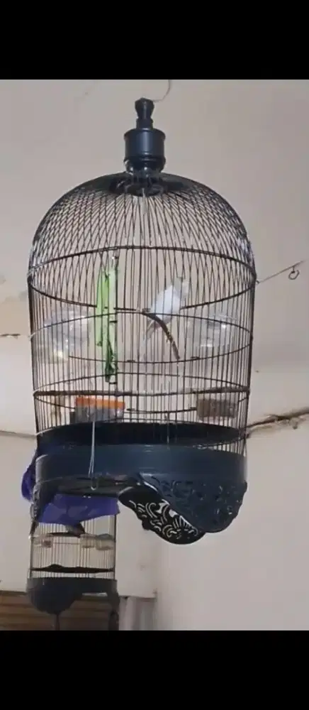 Kenari Gacor, burung kenari gacor Fulset