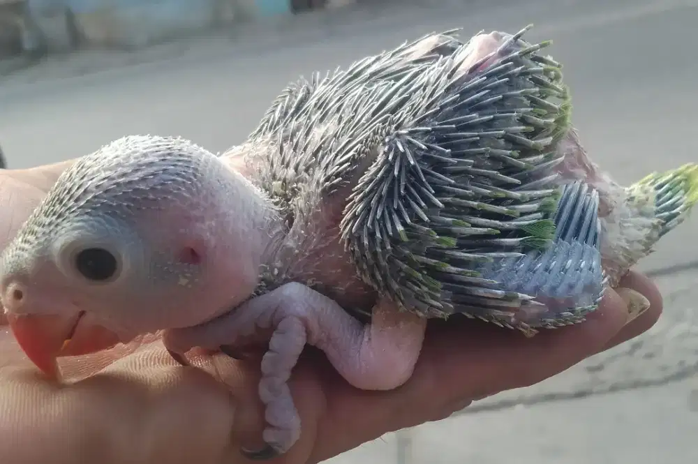 Burung Indian ringneck