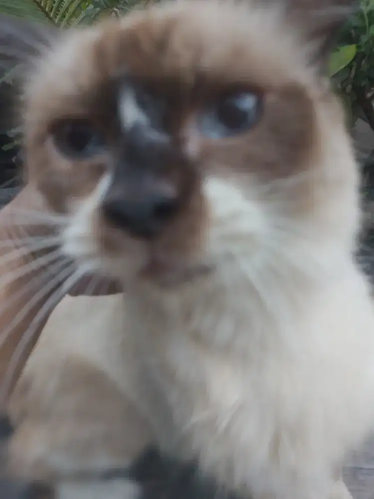 Kucing betina himalaya mata biru