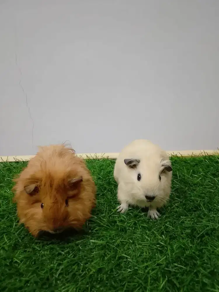 Marmut / guinea pig calif