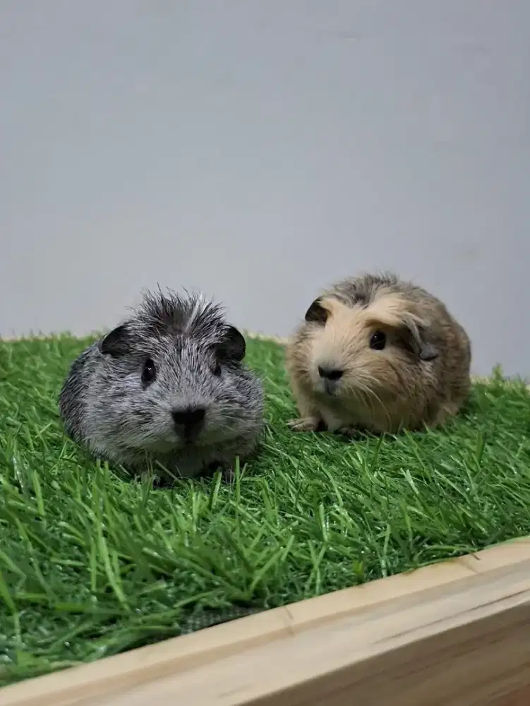 Marmut / guinea pig