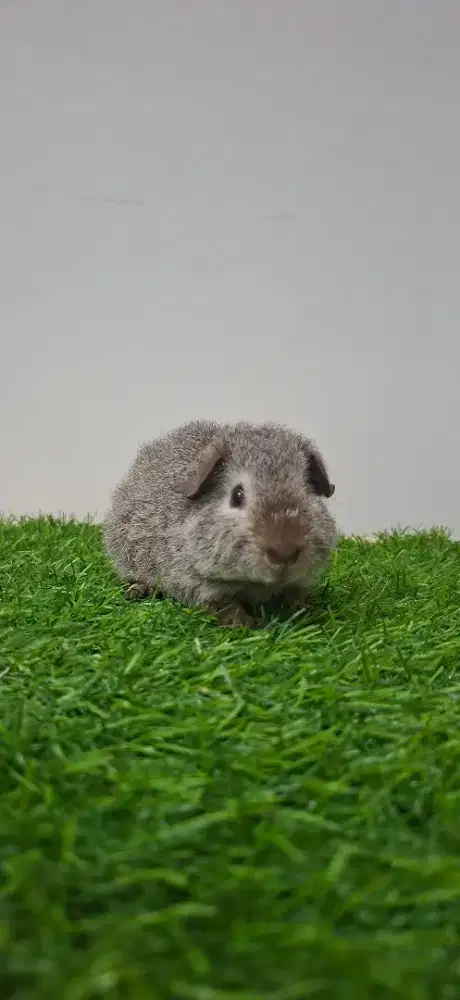 Marmut / guinea pig