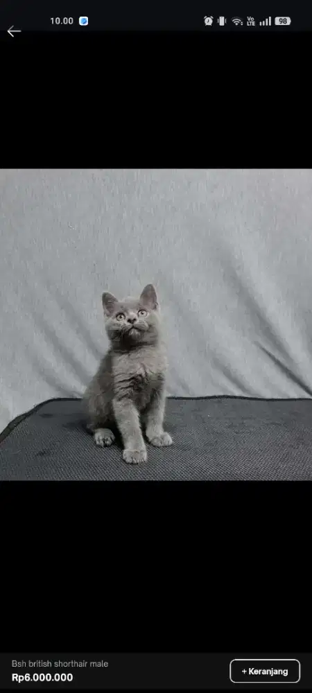 Kucing BSH kitten