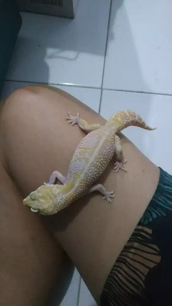 Gecko pinky pupil pata merah red eyes langka