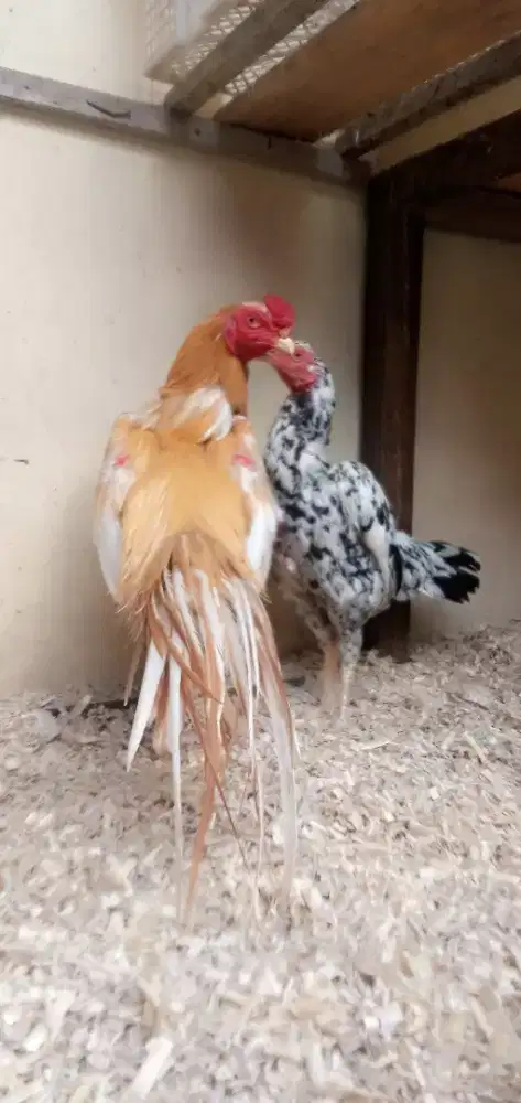 Sepasang ayam banhkok ekor lidi