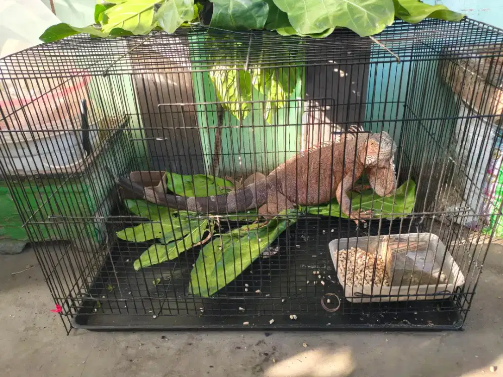 Di jual cepat reptil iguana apa adanya sesuai di gambar