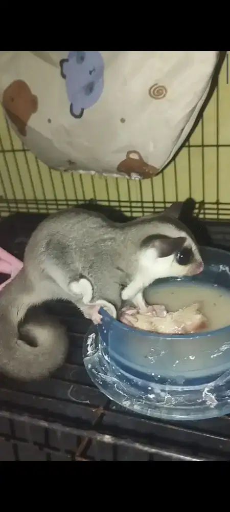 Sugar glider Joey obes