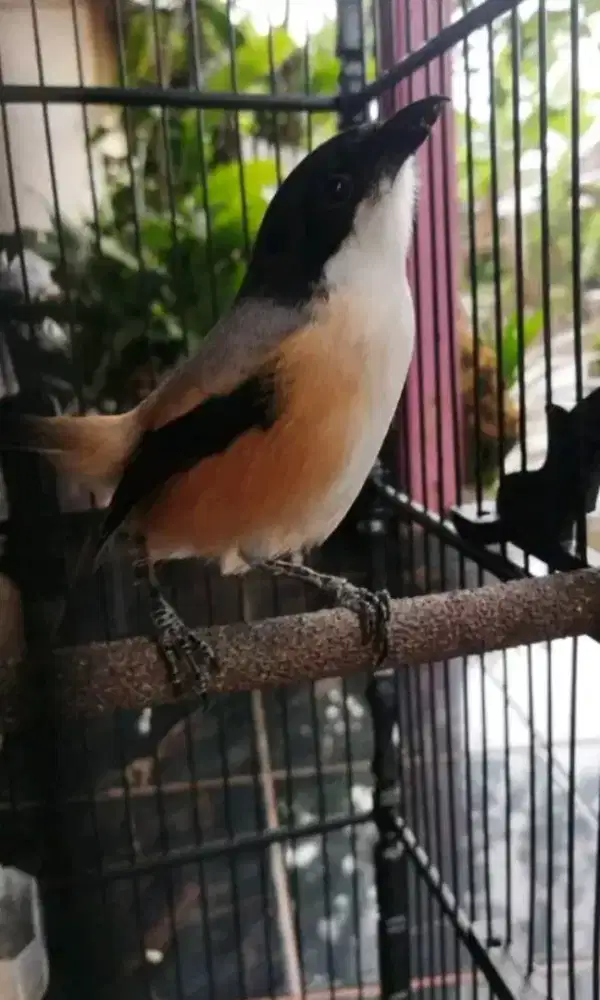 cendet madura harian rajin