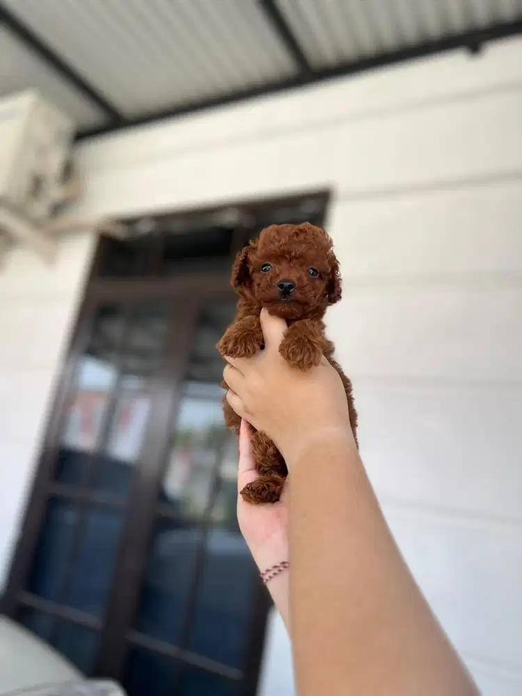 Puppies / anjing red tiny poodle cute