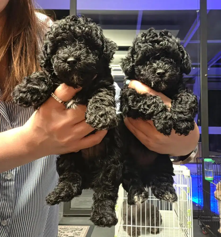 Anjing / puppies black toy poodle cute