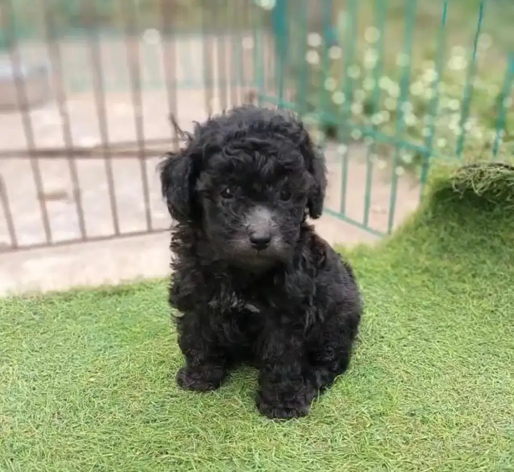 Anjing / puppies silver toy poodle cute