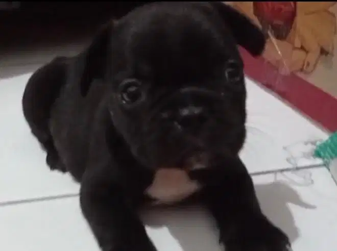 Anjing / puppies french bulldog jantan