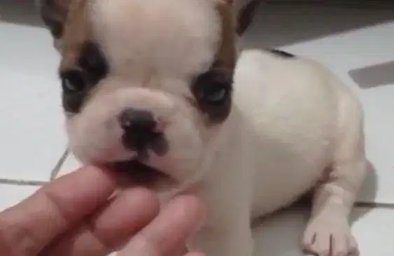 Anjing / puppies french bulldog betina