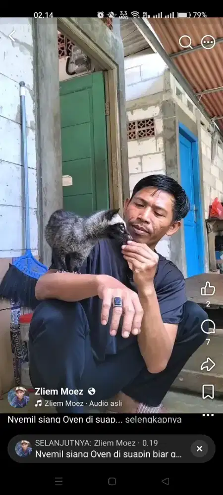 Musang pandan jinak