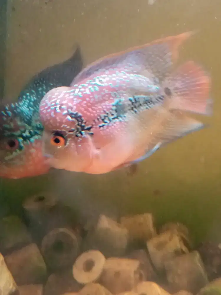 Jual ikan louhan srd sortbody size 2 jari