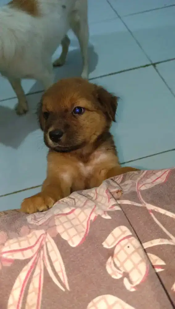 Anak Anjing usia 2 bulan Cewek Induk foto terakhir