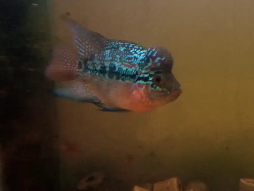Jual ikan louhan cencu size 2 jari