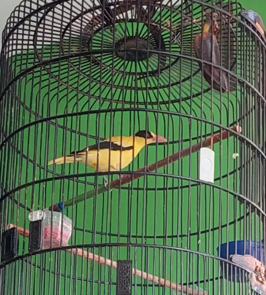 Burung Kapodang.