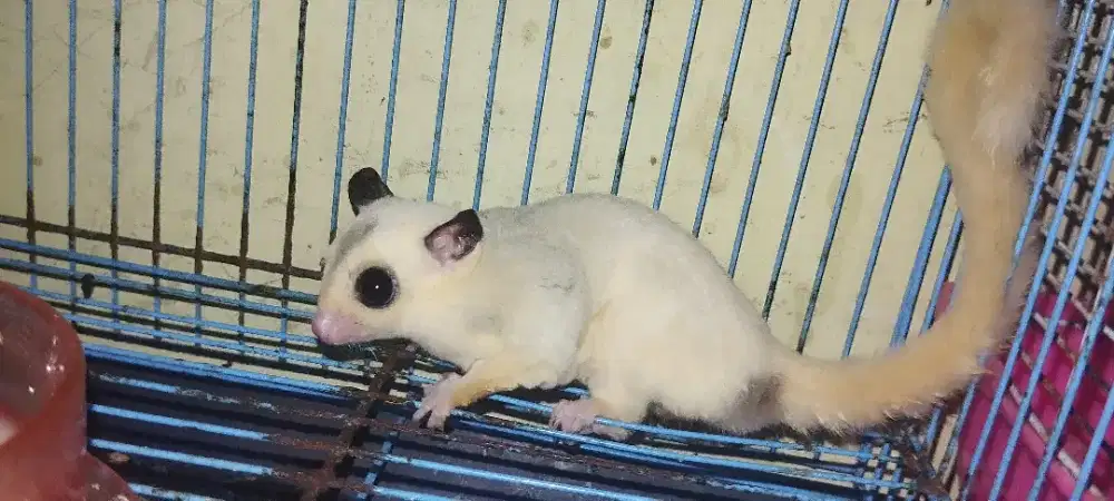 Sugar glider platmoz jantan dewasa