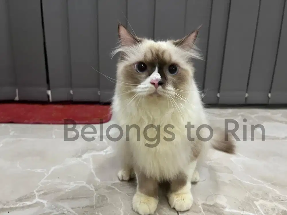 Dijual Kucing Ragdoll mix Persia