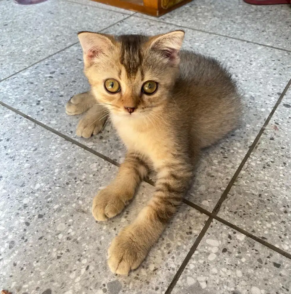 BSH GOLDEN NY 12 jantan