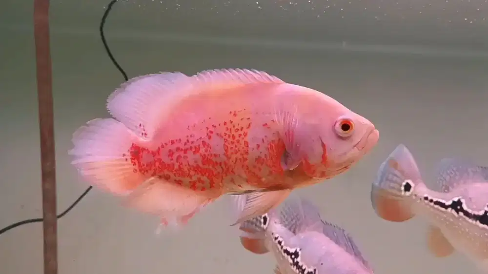 Oscar Tiger Albino 4 jari / 19cm