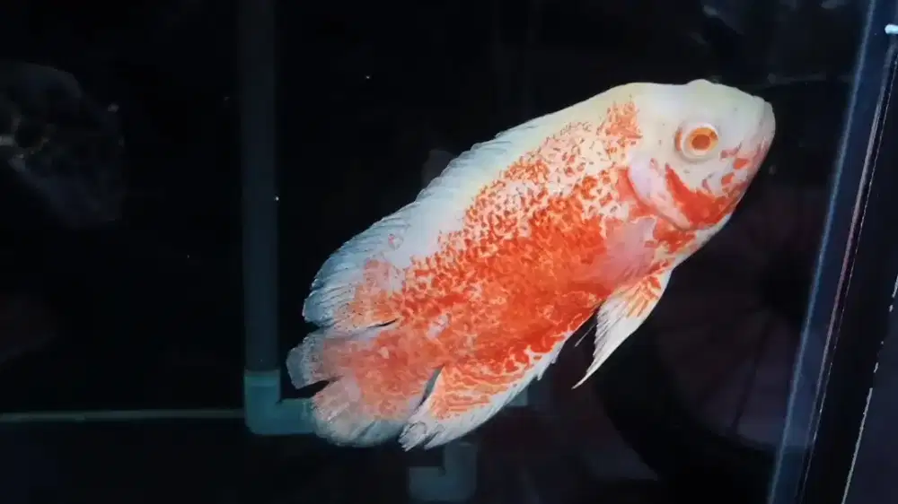 Oscar Nemo Red 3,5 jari / 16cm