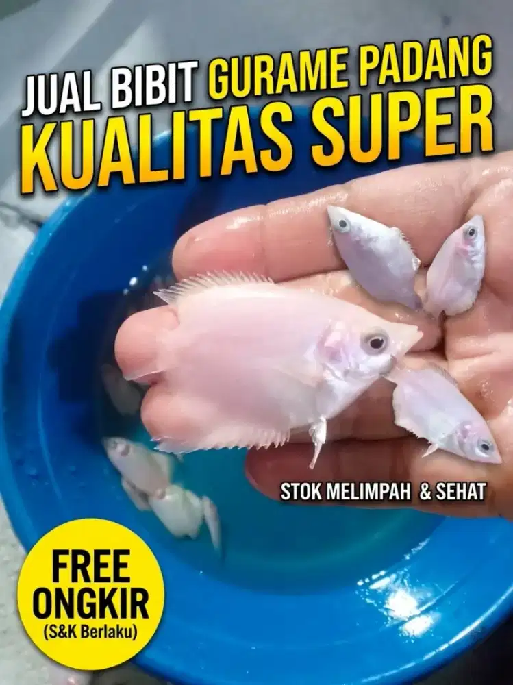 Bibit Gurame Padang Lengkap Semua Ukuran.