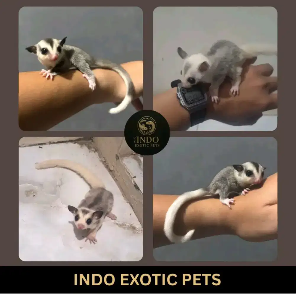 Sugar Glider Mozaik Joey Dewasa Jantan Betina