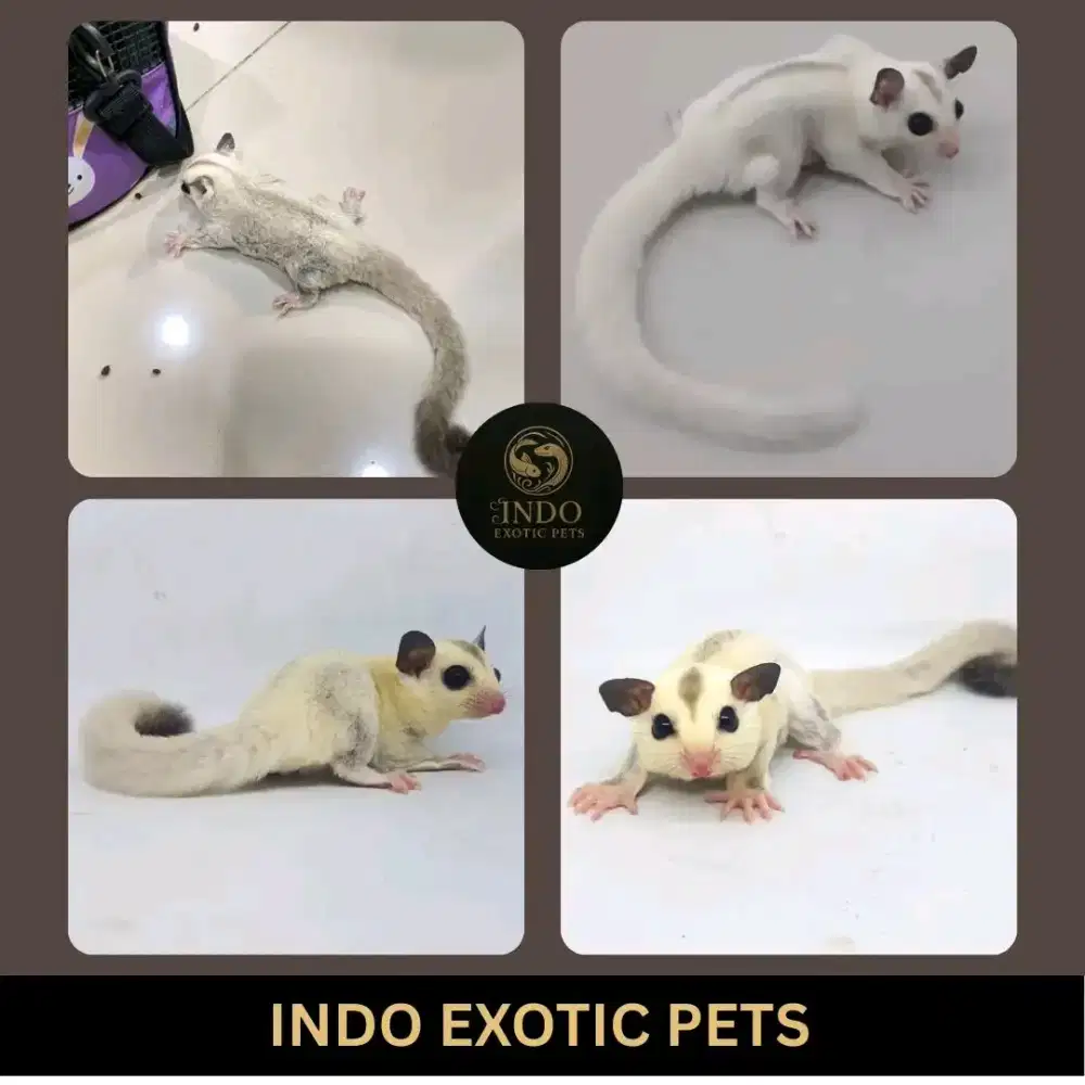 Sugar Glider Platinum Mozaik Joey Dewasa Jantan Betina