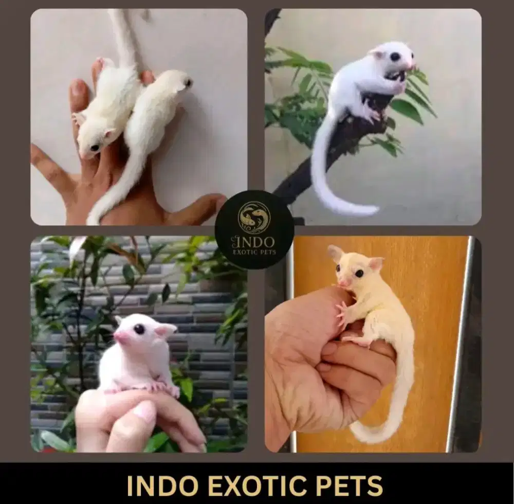 Sugar Glider Leucistic Joey Dewasa Jantan Betina