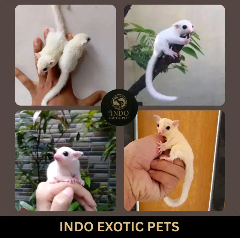 Sugar Glider Leucistic Joey Dewasa Jantan Betina