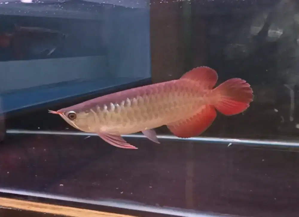 Ikan Arwana Super Red 24cm bersertifikat
