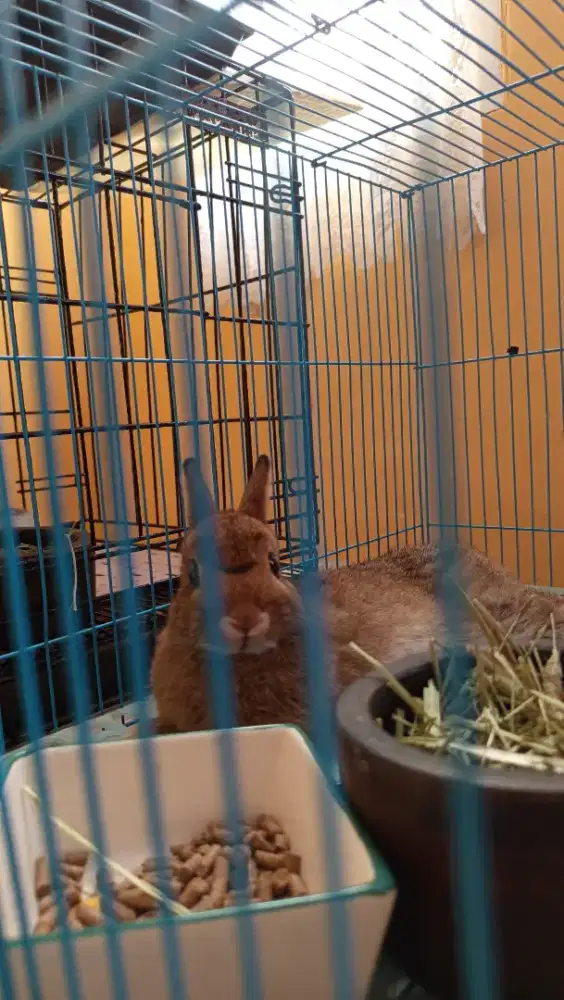 Kelinci Netherland Dwarf Betina 5 Bulan