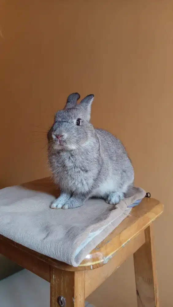 Kelinci Netherland Dwarf Jantan 5 Bulan