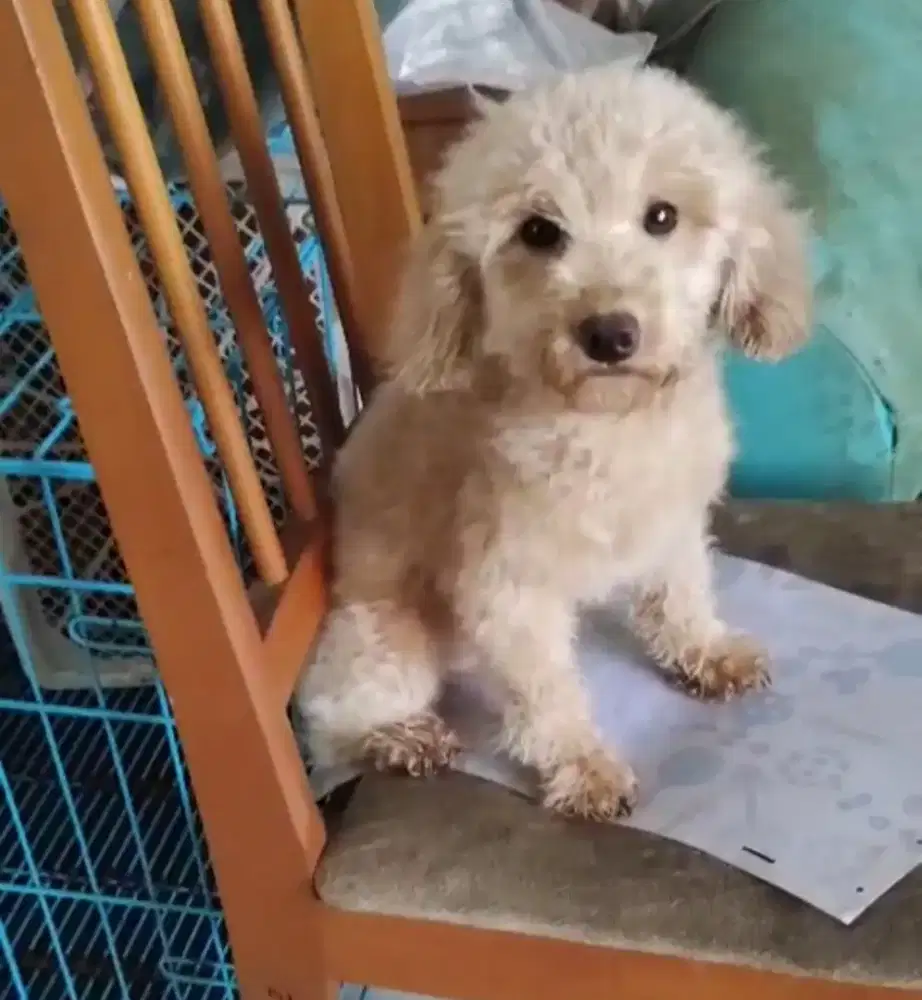Tiny poodle jantan apricot