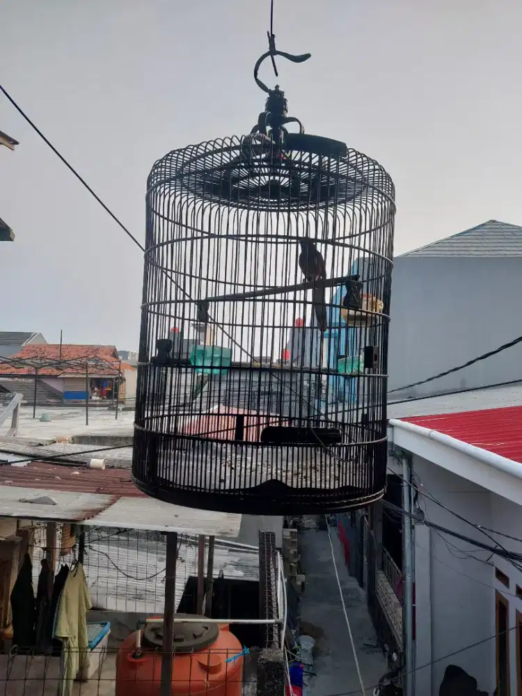Burung Kurang Fullset
