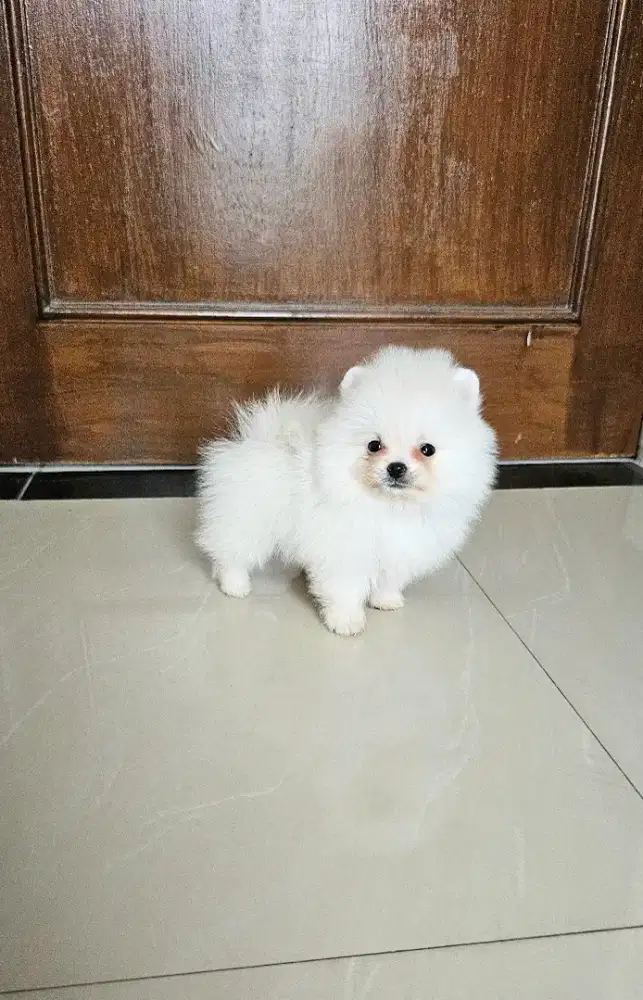 Supermini pom super lucu