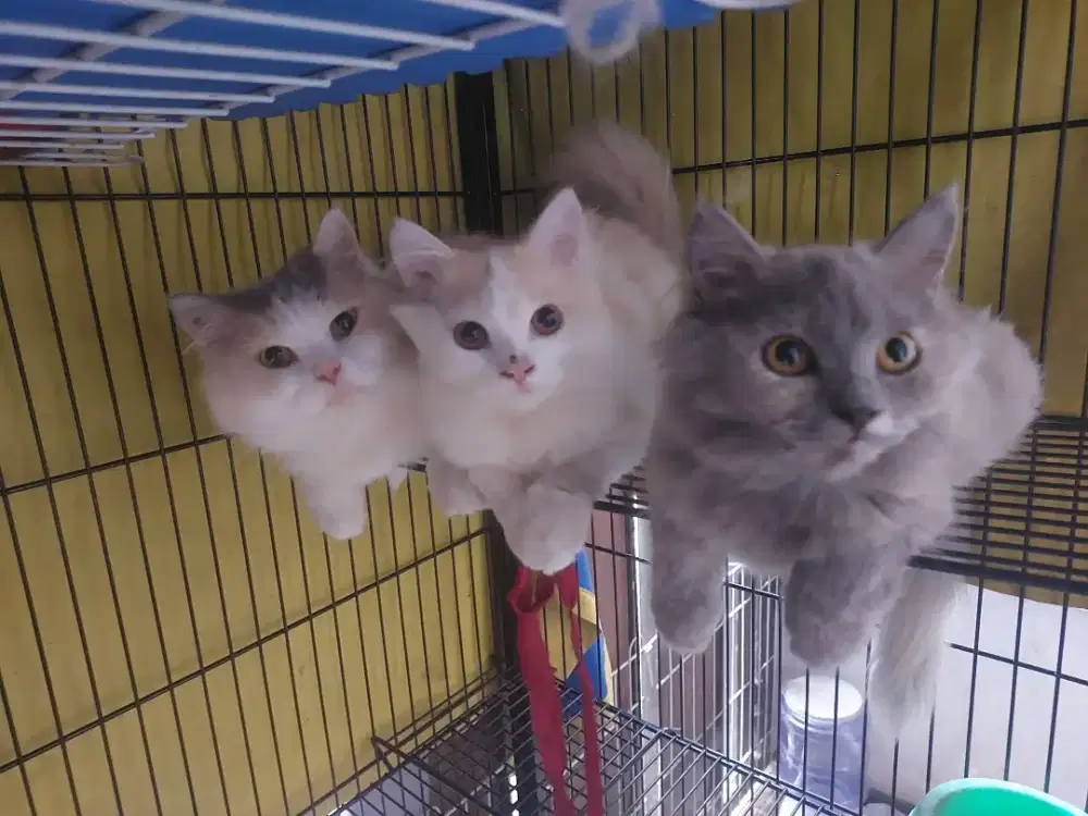 Kucing Persia imut bikin bahagia