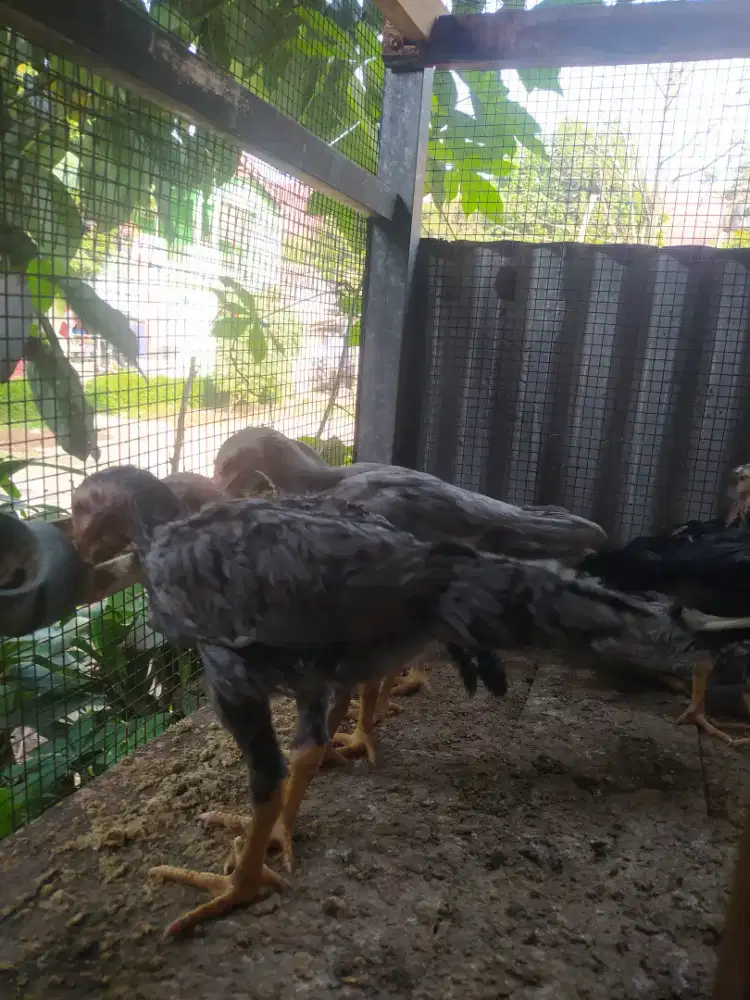 Anak  ayam  bangkok  clasic