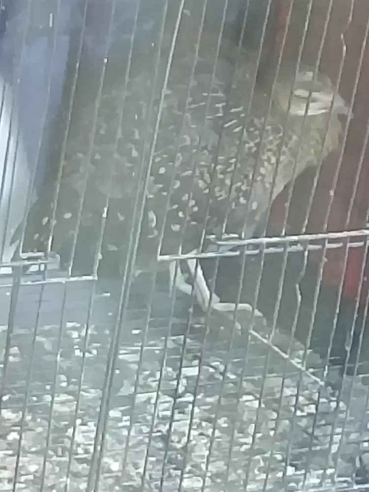 Ahh ayam hutan hijau ori asli bukan bekisar