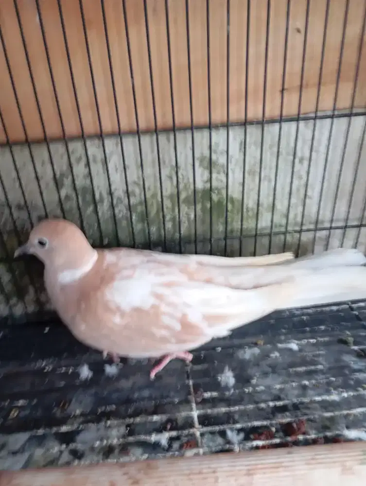 JuaL burung puter Iraq jantan sudah bunyi gacor jual burung saja