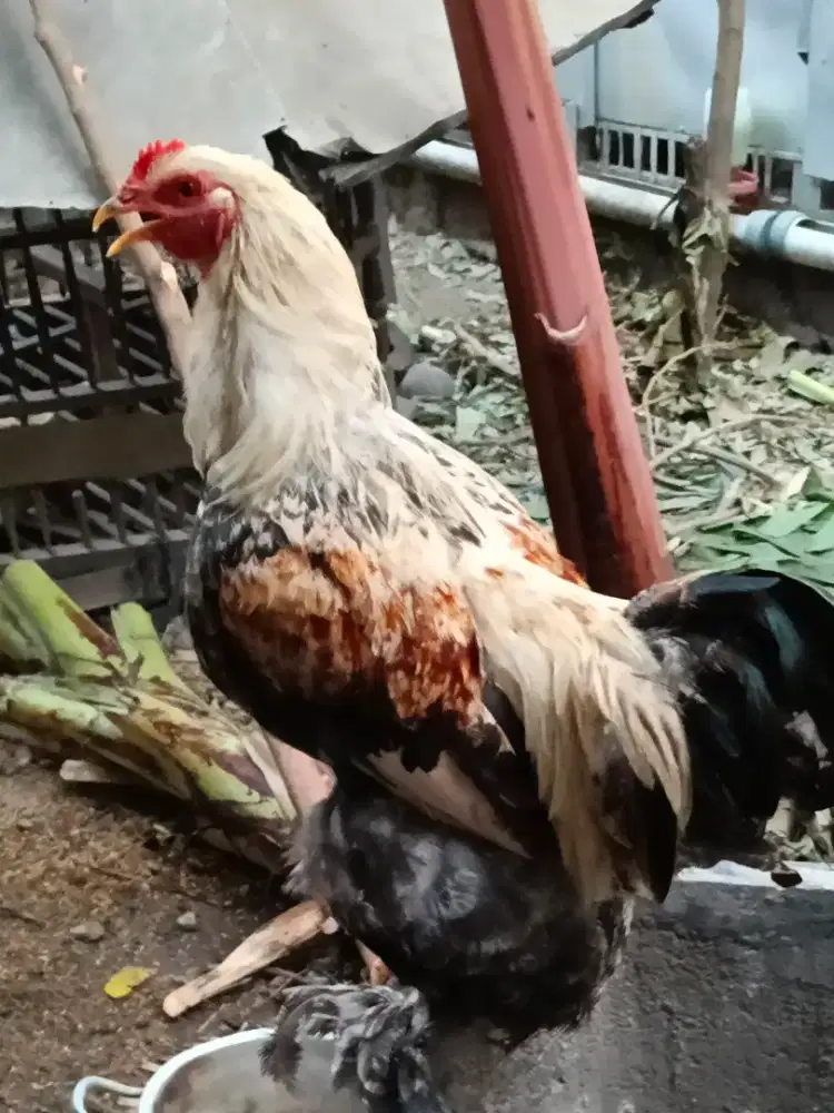 Ayam Hias Kaki Berbulu