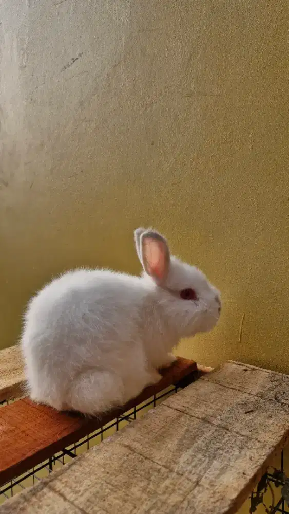 ANAKAN KELINCI NETHERLAND DWARF