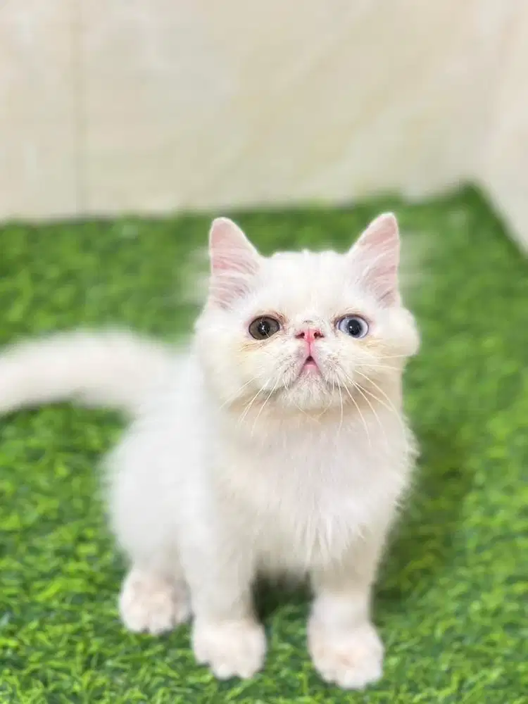 Persia peaknose odd eye